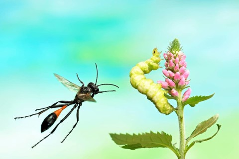 Red-banded sand wasp (Ammophila sabulosa)