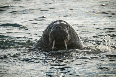 Walrus (Odobenus rosmarus)