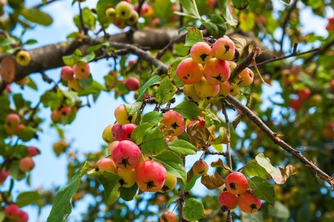 European Wild Pear (Pyrus pyraster) on tree