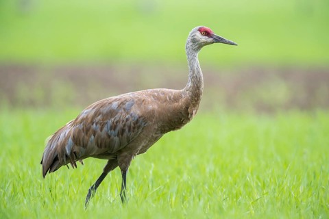 Sandhill crane (Grus canadensis) on field