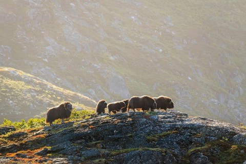 Musk oxen (Ovibos moschatus)