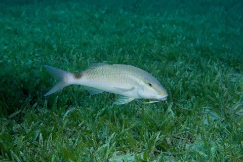 Two spot Goatfish (Parupeneus rubescens) swim over sea gras