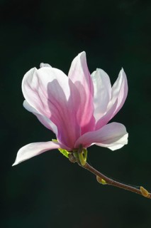 Flowering of Chinese Magnolia (Magnolia x soulangeana)