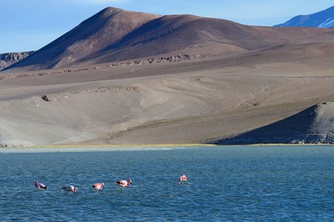 Andean flamingos (Phoenicopterus andinus) on the Laguna Santa Rosa