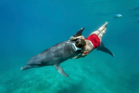 Female freediver with Bottlenose dolphin (Tursiops truncatus)