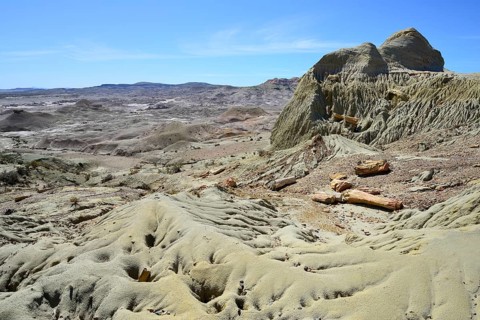 Petrified tree trunks exposed by erosion in the Petrified Forest