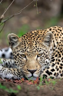 Leopard (Panthera pardus)