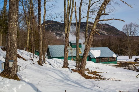 Sugarhouse in spring with buckets on Maple trees