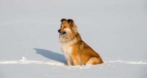 Islanddog (Canis lupus familiaris) sits in the snow