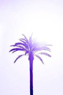 Palm (Arecaceae) against light
