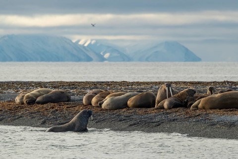 Walruses (Odobenus rosmarus)