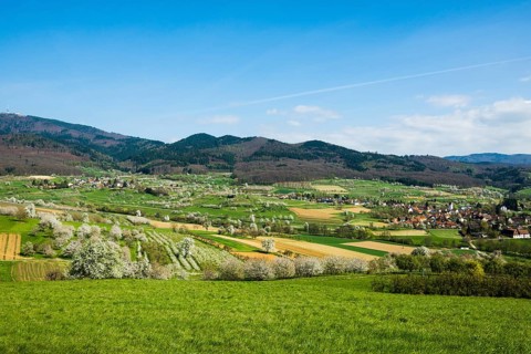 Flowering orchard meadows