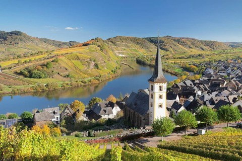 Vineyard at Moselleschleife near Bremm