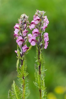 Swiss corn lousewort (Pedicularis rostratospicata subsp. helvetica)