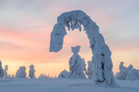 Snowy trees at sunset