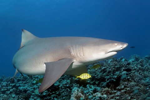 Sicklefin lemon shark (Negaprion acutidens) with Golden Trevally (Gnathanodon speciosus) over coral reef