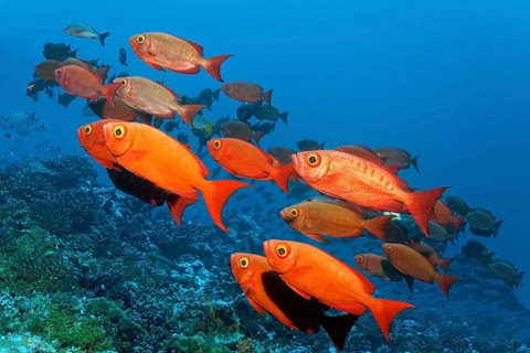Swarm Common Bigeyes (Priacanthus hamrur)