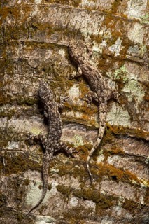 Two house geckos (Hemidactylus mercatorius) camouflaged on tree bark