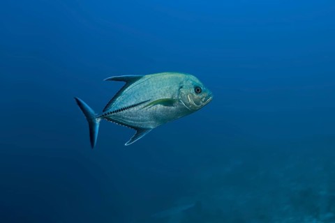 Black Jack (Caranx lugubris)