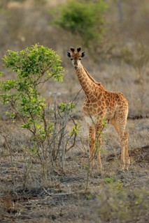 Southern giraffe (Giraffa camelopardalis giraffa)