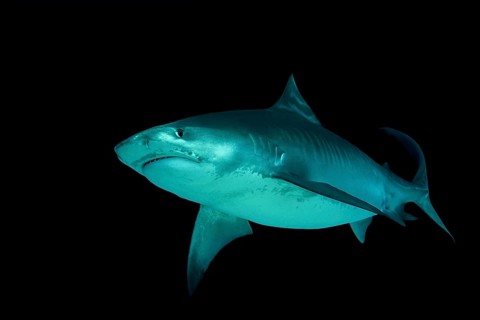 Tiger Shark (Galeocerdo cuvier) swims in the night