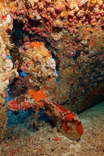 Coral-covered propeller Fesdu-Wreck