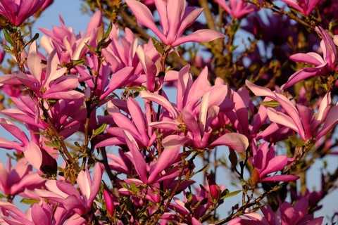Mulan magnolia (Magnolia liliiflora)