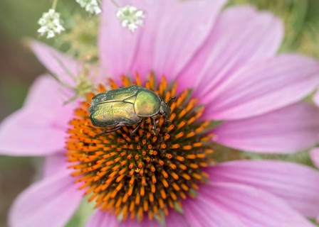 Rose chafer (Cetonia aurata) sits on Echinacea blossom