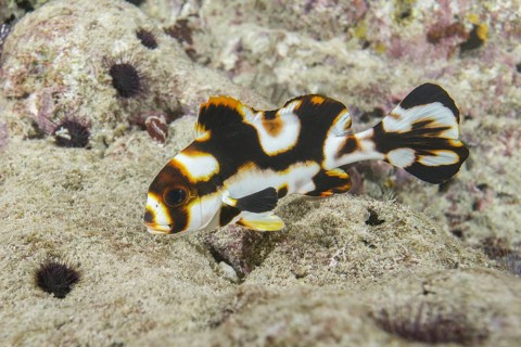 Baby Oriental Sweetlips (Plectorhinchus vittatus) color juveniele
