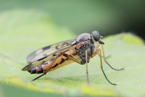 Snipe Fly (Rhagio sp.)