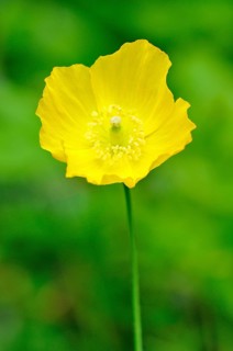 Yellow Iceland Poppy (Papaver nudicaule)