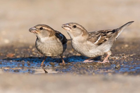 House sparrows (Passer domesticus)