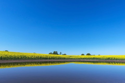 Blooming Rapefield (Brassica napus) is reflected in a Kettle hole