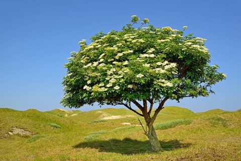 Elderberry (Sambucus nigra)