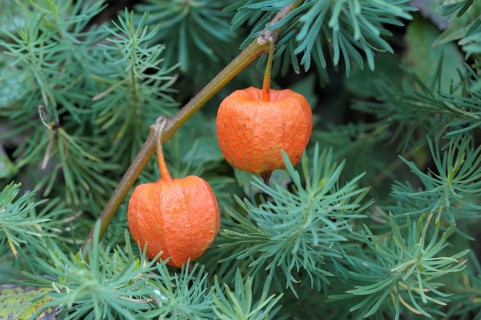 Bladder cherry (Physalis alkekengi)
