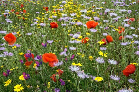 Blooming flower meadow with Purple Milk Thistles (Galactites tomentosus)