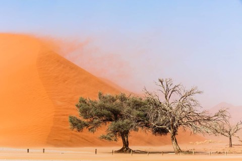 Camelthorn tree (Acacia erioloba) in front of Sand Dune