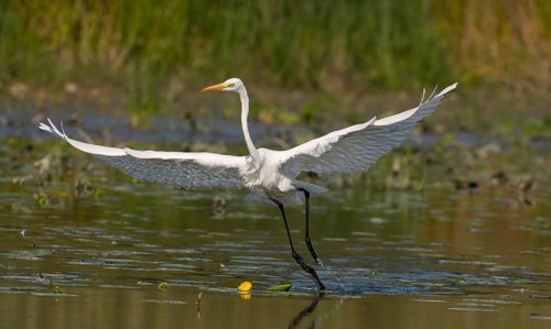 Great egret (Ardea alba) in water with open wings