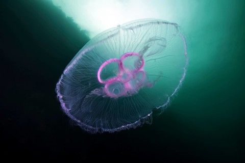 Moon jellyfish (Aurelia aurita)