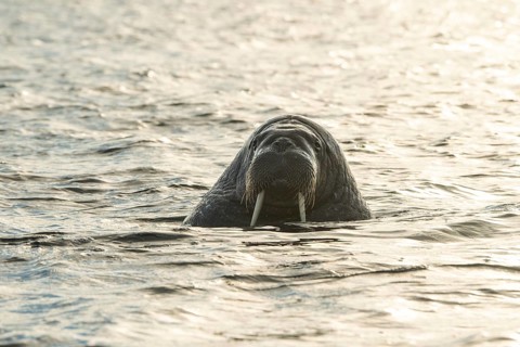 Walrus (Odobenus rosmarus)