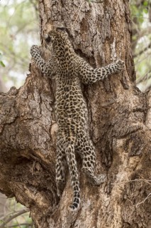 Leopard (Panthera pardus)