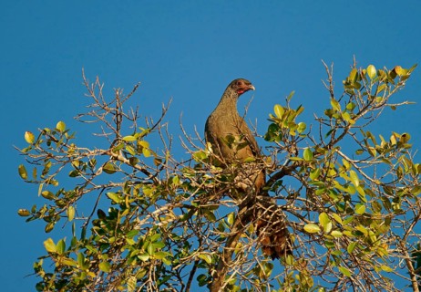 Chaco chachalaca (Ortalis canicollis)