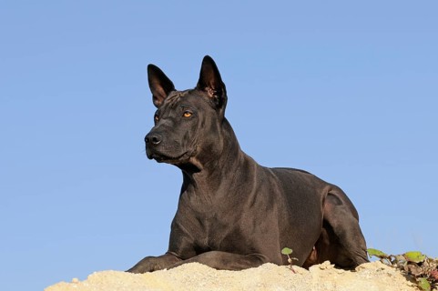 Thai Ridgeback