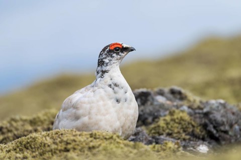 Rock Ptarmigan (Lagopus muta)