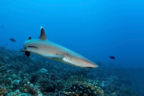 Whitetip reef shark (Triaenodon obesus) with Wipers Lipfish (Labroides dimidiatus)