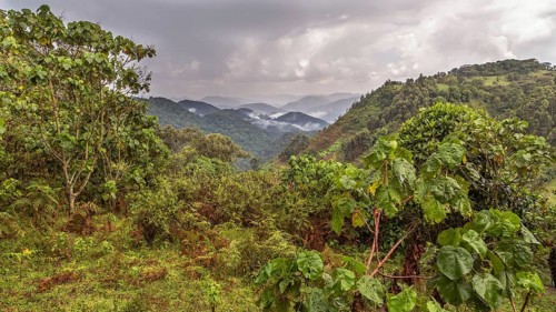 Tropical rainforest