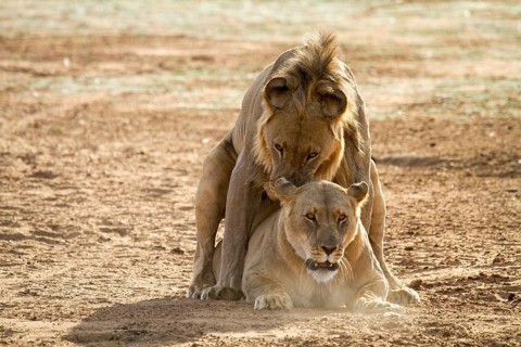 Lions (Panthera leo) during mating