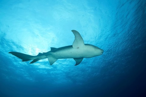 Tawny Nurse Shark (Nebrius ferrugineus) swims in the blue water