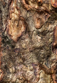 Cinnamon bark
