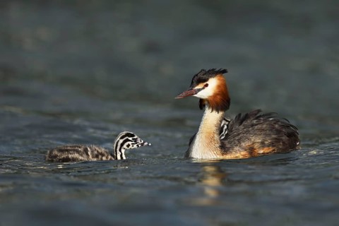 Great crested grebe (Podiceps cristatus)